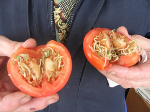 Не проклевываются семена томатов. Помидоры с проросшими семенами внутри.