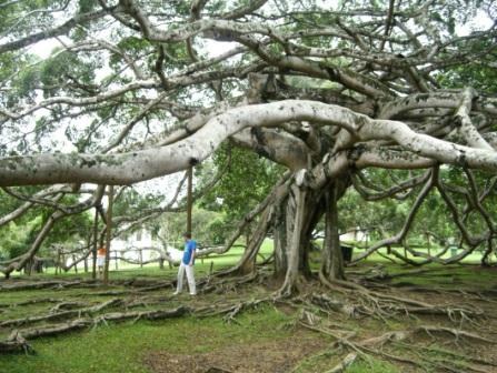 Шри-ланкийское дерево