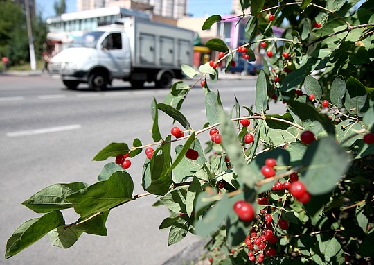 В Одинцово созрели волчьи ягоды, но кушать их лучше не надо