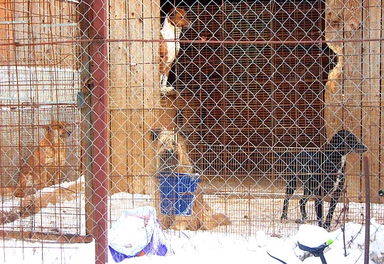 Некрасовка приют для собак. Останкино собаки приют. Приютдара.