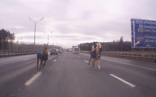 Лошади на Минском шоссе