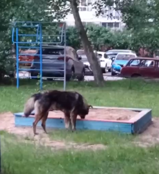 Бродячая собака у песочницы на детской площадке 