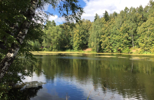 Две реки и ручей в Одинцовском округе попали в областную программу расчистки