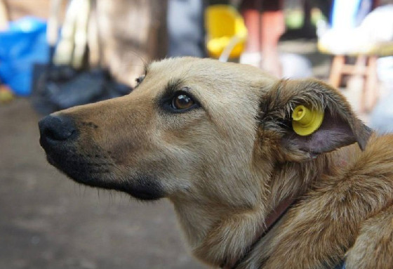 Мониторинг безнадзорных собак проведут на стройплощадках Подмосковья