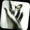 lepidoptera