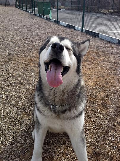 Новый раздел, Sertin, Жаворонки