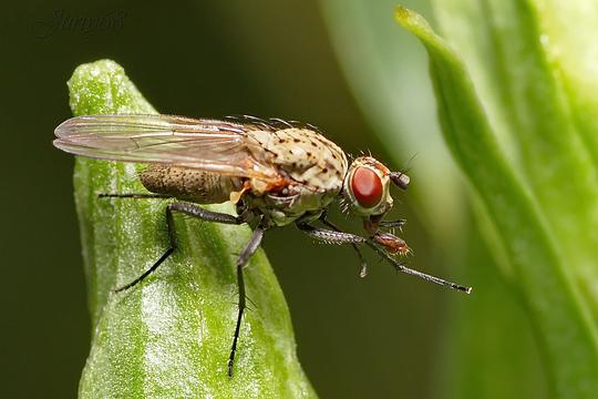 Макро, juriy68, Одинцово