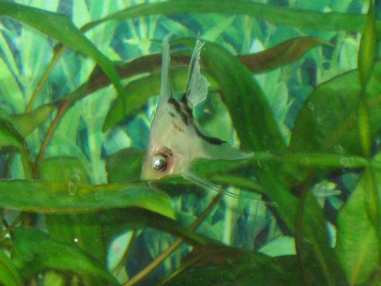 Аквариум № 2., irishka-okei, Одинцово, 5-ый микрорайон, ул. Чикина