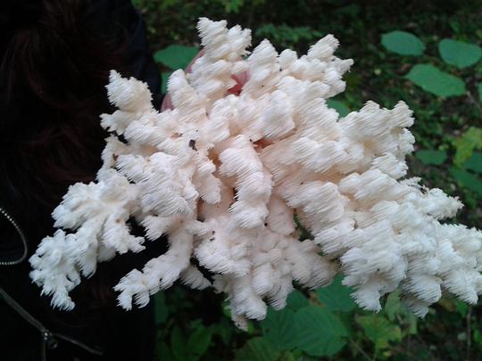 2012 09 15 18.27.49, грибы одинцовского района, vasj