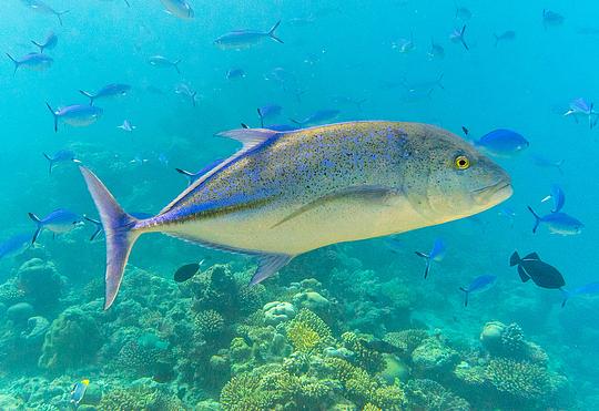 bluefin trevally, Глубина, ando, Одинцово