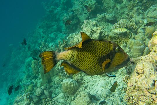 triggerfish, Глубина, ando, Одинцово