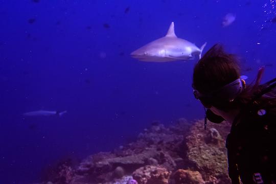 shark and diver, Глубина, ando, Одинцово