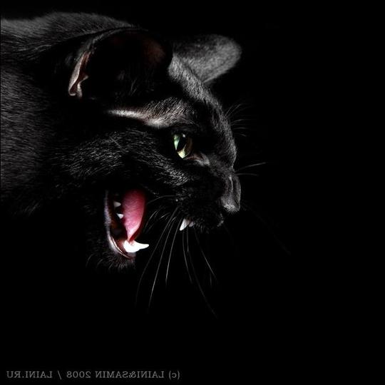 Во чего под Новый Год у меня появилось! , Отечество славлю которое есть и трижды которое будет!, ac19411941, Одинцово