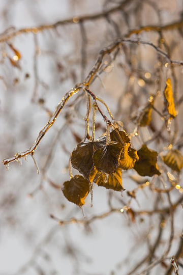 Осень в Одинцовском районе, Irina.Grinchenko, Лесной городок