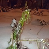 Лесной городок 