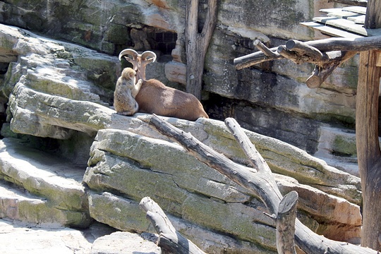 обезьяна и козел, Вена-2017, yans, Одинцово
