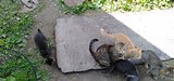 Моя сКОТина…