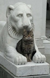 котик_05