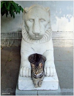 котик_06