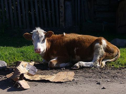 Озеро Телецкое, Max, Одинцово, Вокзальная 39