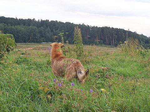 Хома, Orca, ------