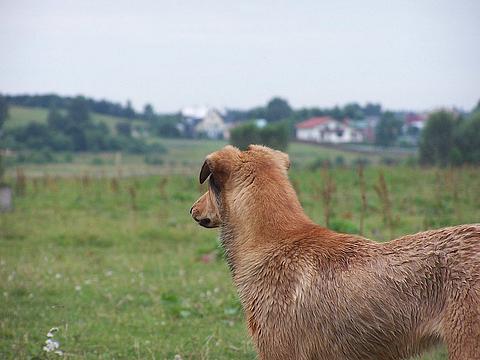 Хома, Orca, ------