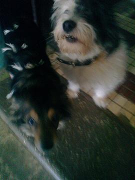 зверюхи, Ptyca-Muha, Одинцово, Северная