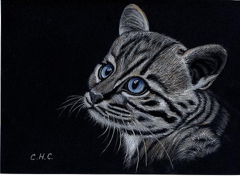 Дикий котёнок (проба пера — цветная пастель, формат А4) ​, мои рисунки, Romashka, Одинцово, Можайское шоссе