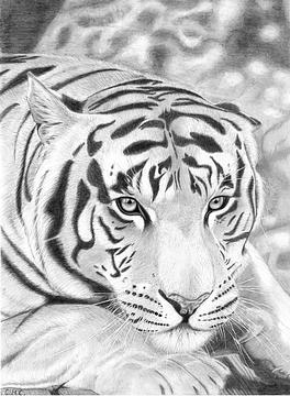 Белый тигр (формат А3)
, мои рисунки, Romashka, Одинцово, Можайское шоссе