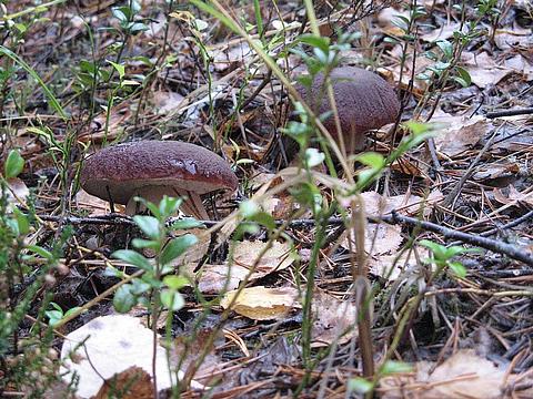 боровички на  прогулке, охота, Savel, Одинцово