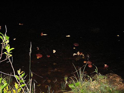 грибочки, охота, Savel, Одинцово