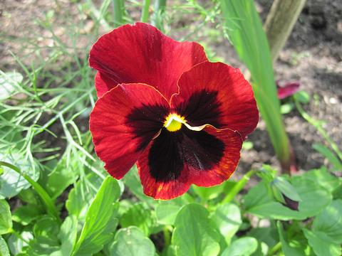 Природа, Tortila, Одинцово