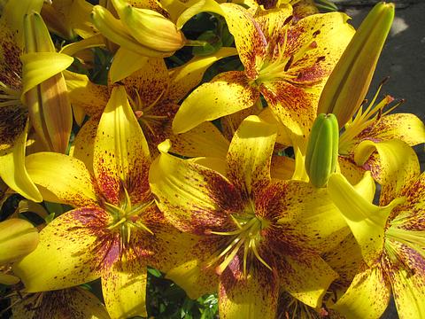 Природа, Tortila, Одинцово