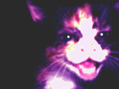 кооошечка, Кошатина, Yellow, Одинцово