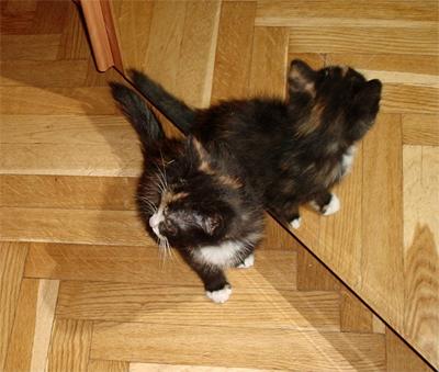 маленькая кошечка вырастет вашим другом, Кошатина, Yellow, Одинцово