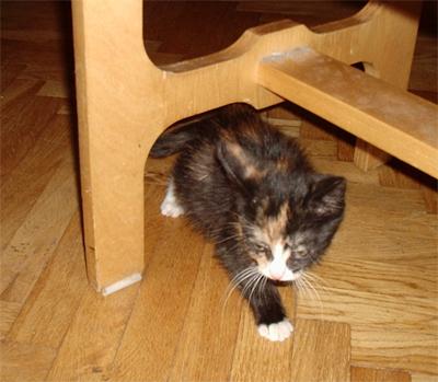 пусть меня найдёт хозяин, Кошатина, Yellow, Одинцово