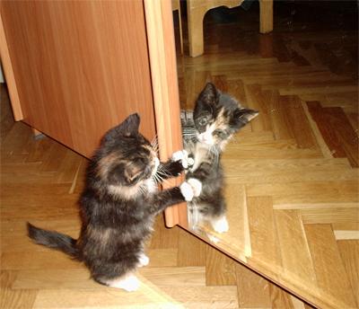 трёхцветное чудо, Кошатина, Yellow, Одинцово