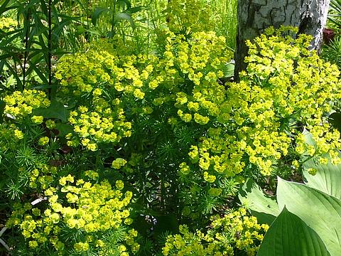 ...и всё это выращено непомерным трудом..., Дача, anders, Одинцово, Жукова