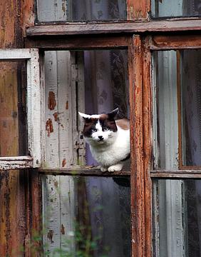 Кошка в окне, Разное, ando, Одинцово