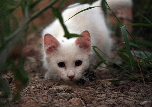 Котенок альбинос, Разное, ando, Одинцово