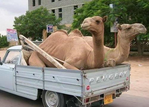 Верблюд на продажу, Фото, babulya