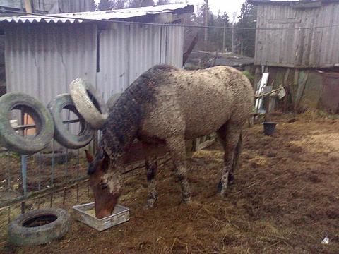 Каспер, karlosonchik, Одинцово