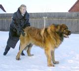 встань в стойку...