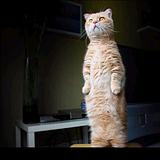 Сторож фотоальбома!! Я +++ ,его поставил сторожить!