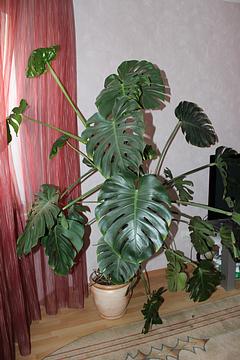 монстера 7 лет., разное, riplersha