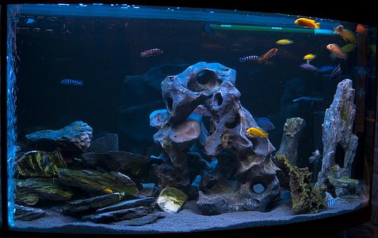 Аквариумы, tayfoon83, Одинцово