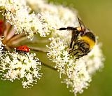 Солнечное настроение