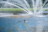 Утка с потомством