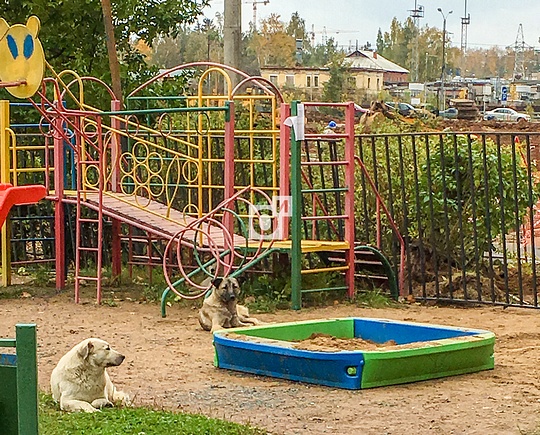 Собаки на детской площадке 8-го микрорайона Одинцово, Бездомные собаки в 8 микрорайоне