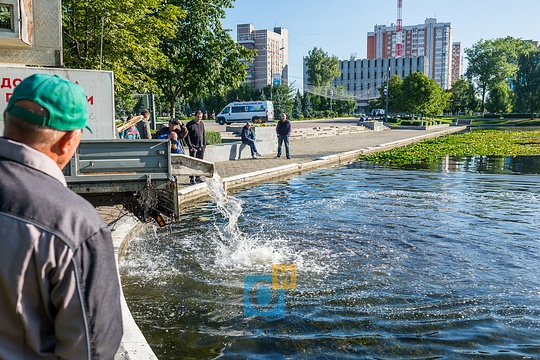 Фото: В «Баранку» выпустили карпа